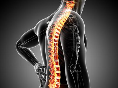 Spinal Column Illustration
